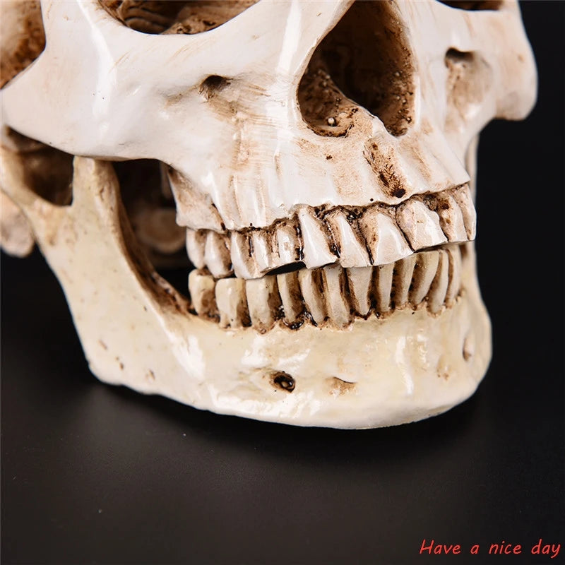 Human Head Resin Replica Medical Model High Quality Decorative Craft Skull Lifesize 1:1 Halloween Home Decoration