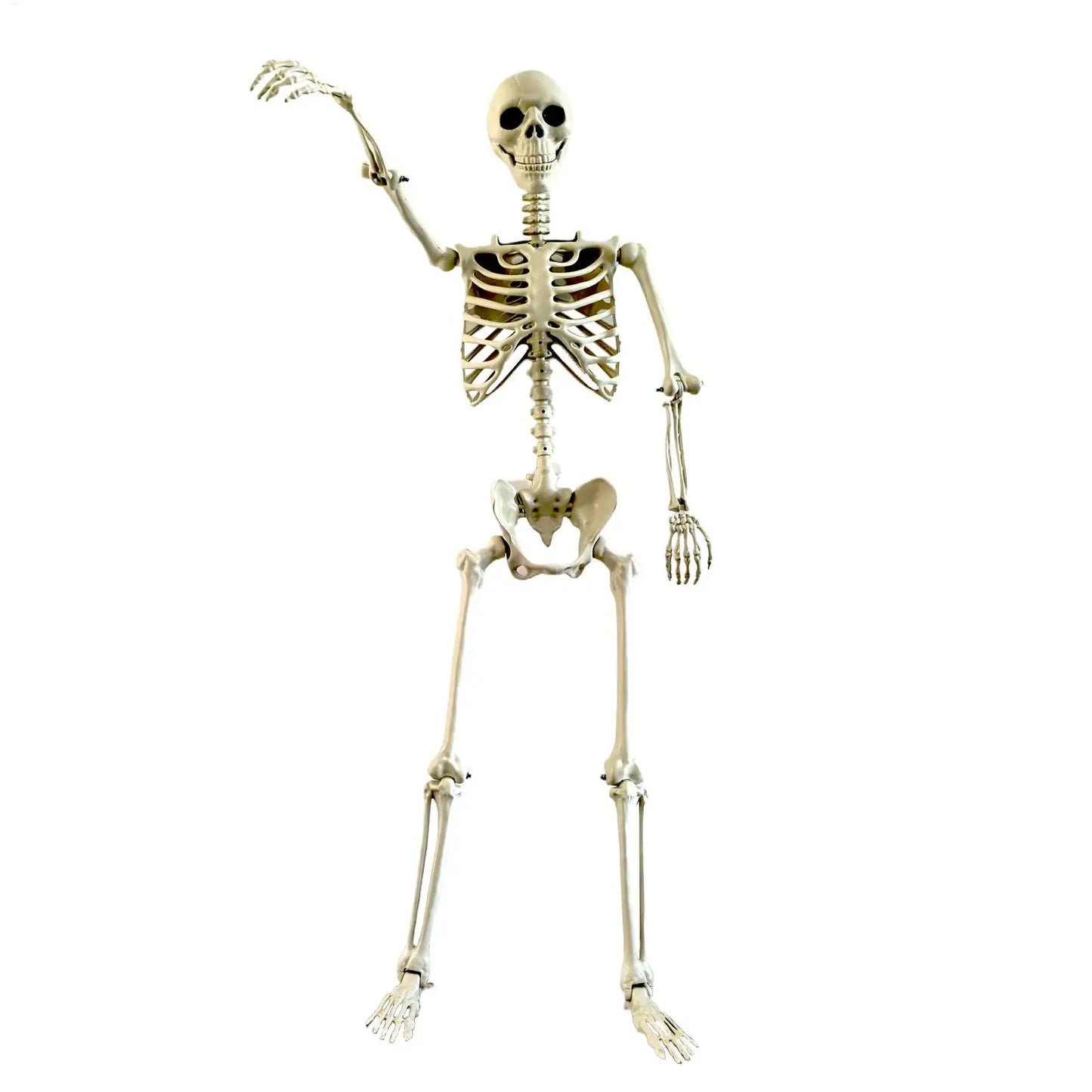 Halloween Skeleton Realistic Posable Skeleton with Movable Joints Weather-Resistant Outdoor Decorations Spooky Photo Props Party