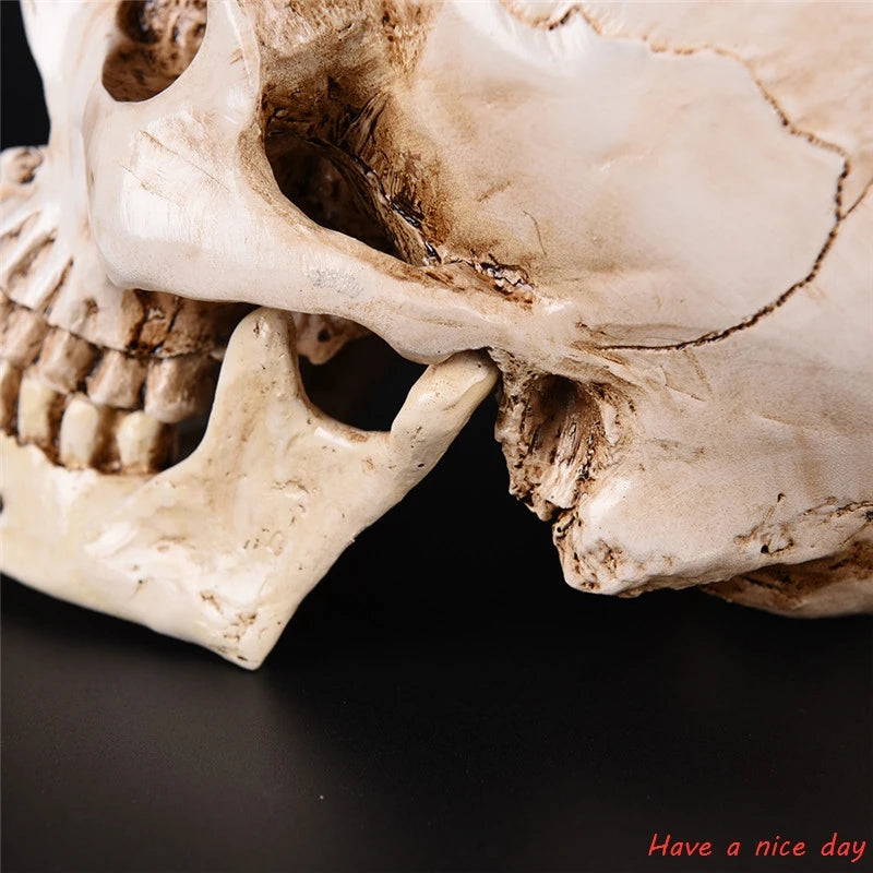 Human Head Resin Replica Medical Model High Quality Decorative Craft Skull Lifesize 1:1 Halloween Home Decoration