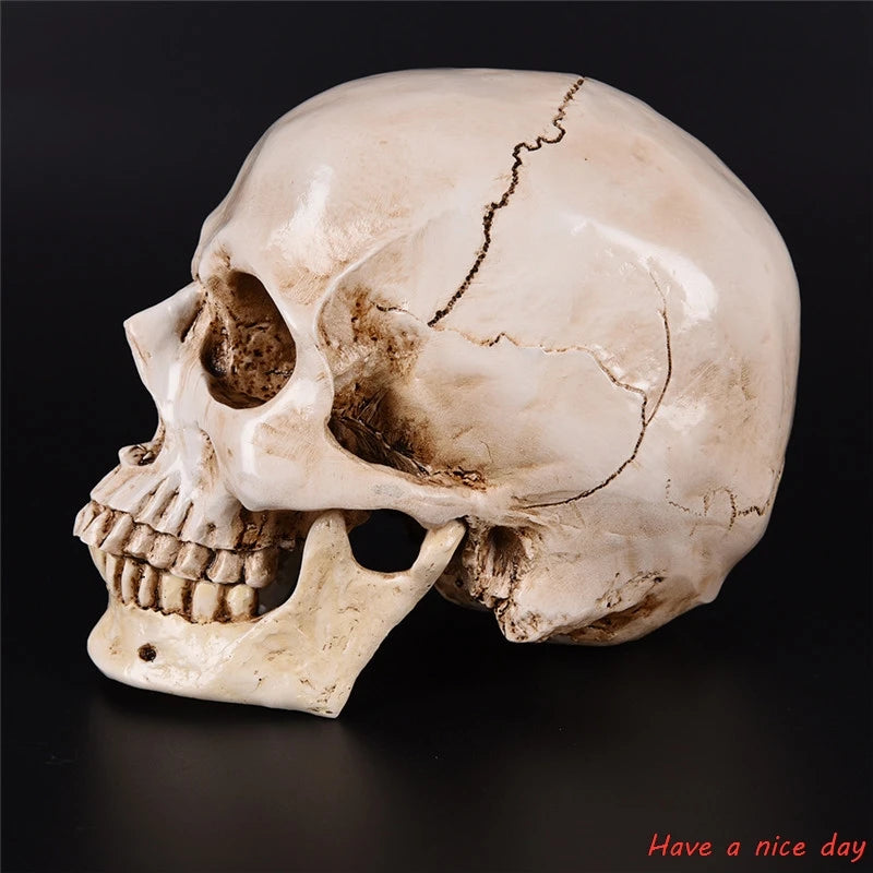 Human Head Resin Replica Medical Model High Quality Decorative Craft Skull Lifesize 1:1 Halloween Home Decoration