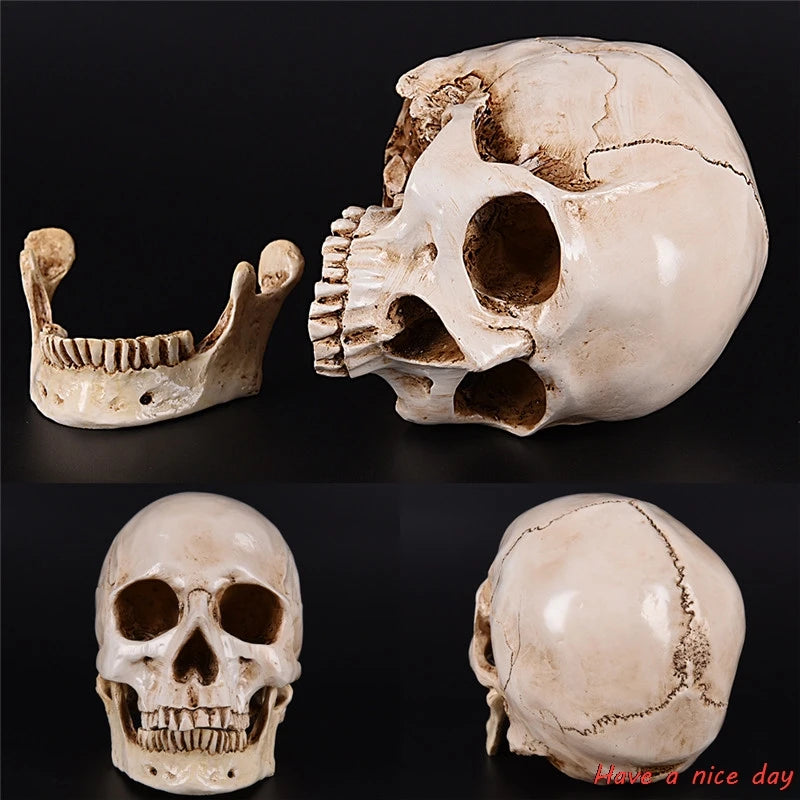 Human Head Resin Replica Medical Model High Quality Decorative Craft Skull Lifesize 1:1 Halloween Home Decoration