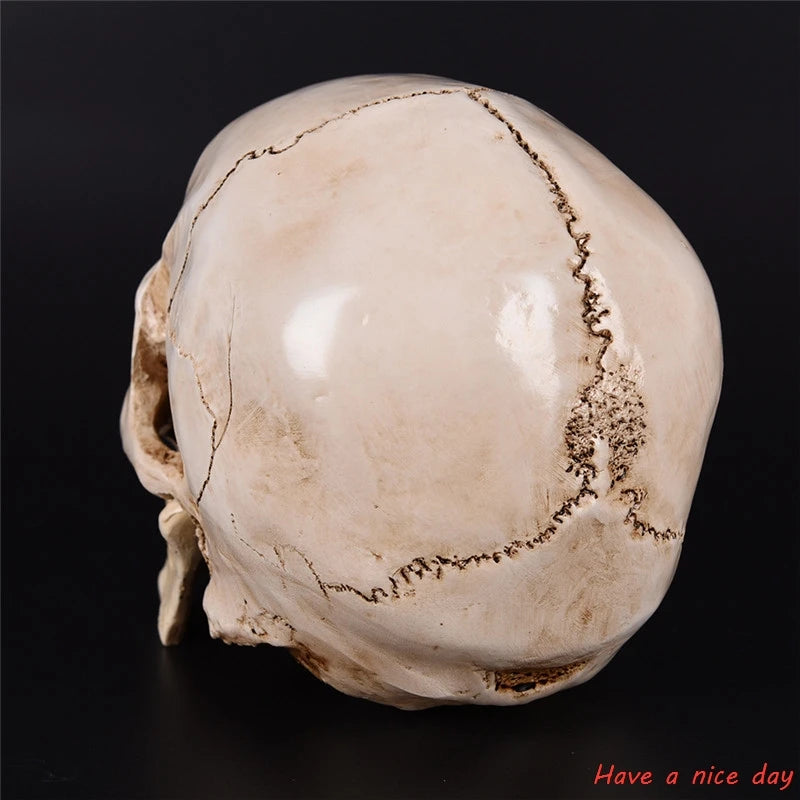 Human Head Resin Replica Medical Model High Quality Decorative Craft Skull Lifesize 1:1 Halloween Home Decoration