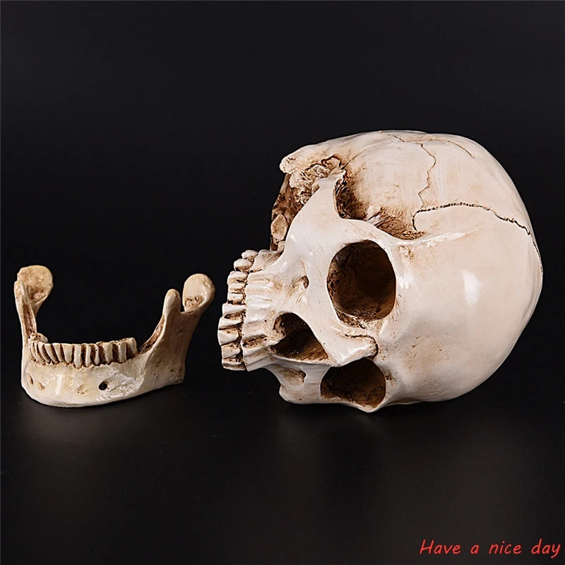 Human Head Resin Replica Medical Model High Quality Decorative Craft Skull Lifesize 1:1 Halloween Home Decoration