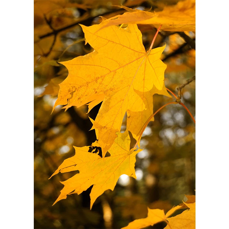 Autumn Yellow Leaves Fall View Landscape Wall Art Print Canvas Painting Pumpkin Halloween Poster Picture Living Room Home Decor